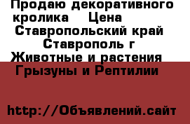 Продаю декоративного кролика  › Цена ­ 1 000 - Ставропольский край, Ставрополь г. Животные и растения » Грызуны и Рептилии   